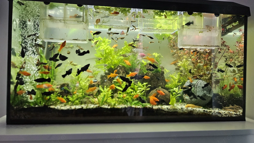 Vand acvariu 112L complet echipat.