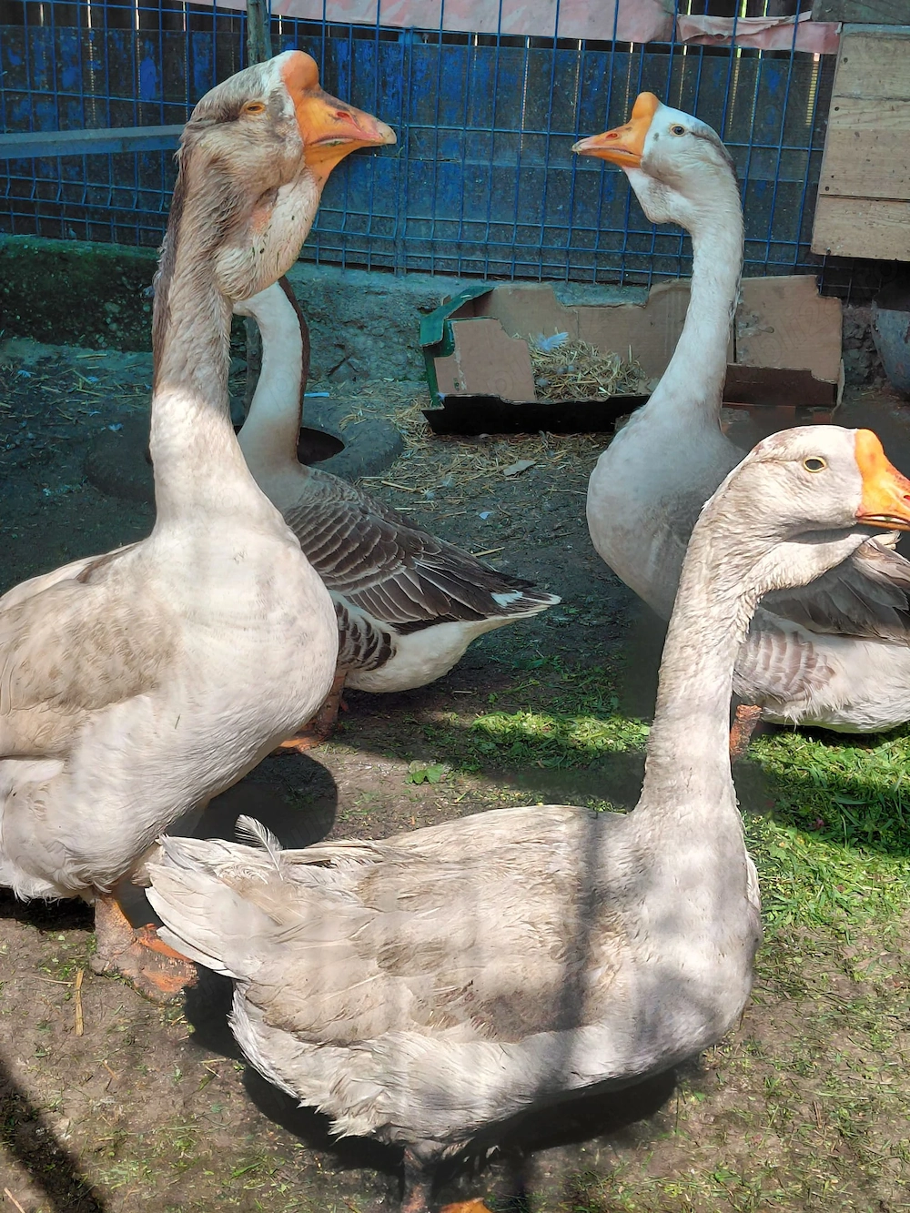 Vand cocosi,gaste de rasa