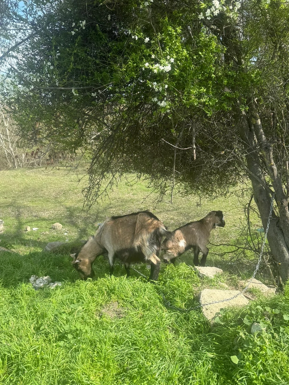 Vand capre bune de lapte cu cate 2 iezi si tapii in total 7 iezi si 4 capre 