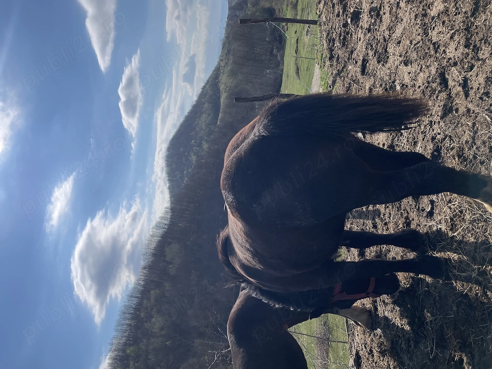 Vând mânz de 2 ani mai multe det în pv 