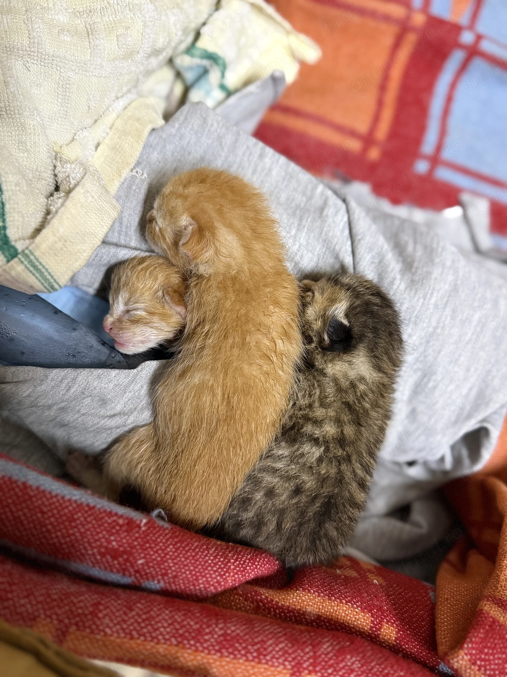 Pui de pisică disponibili pentru adoptie