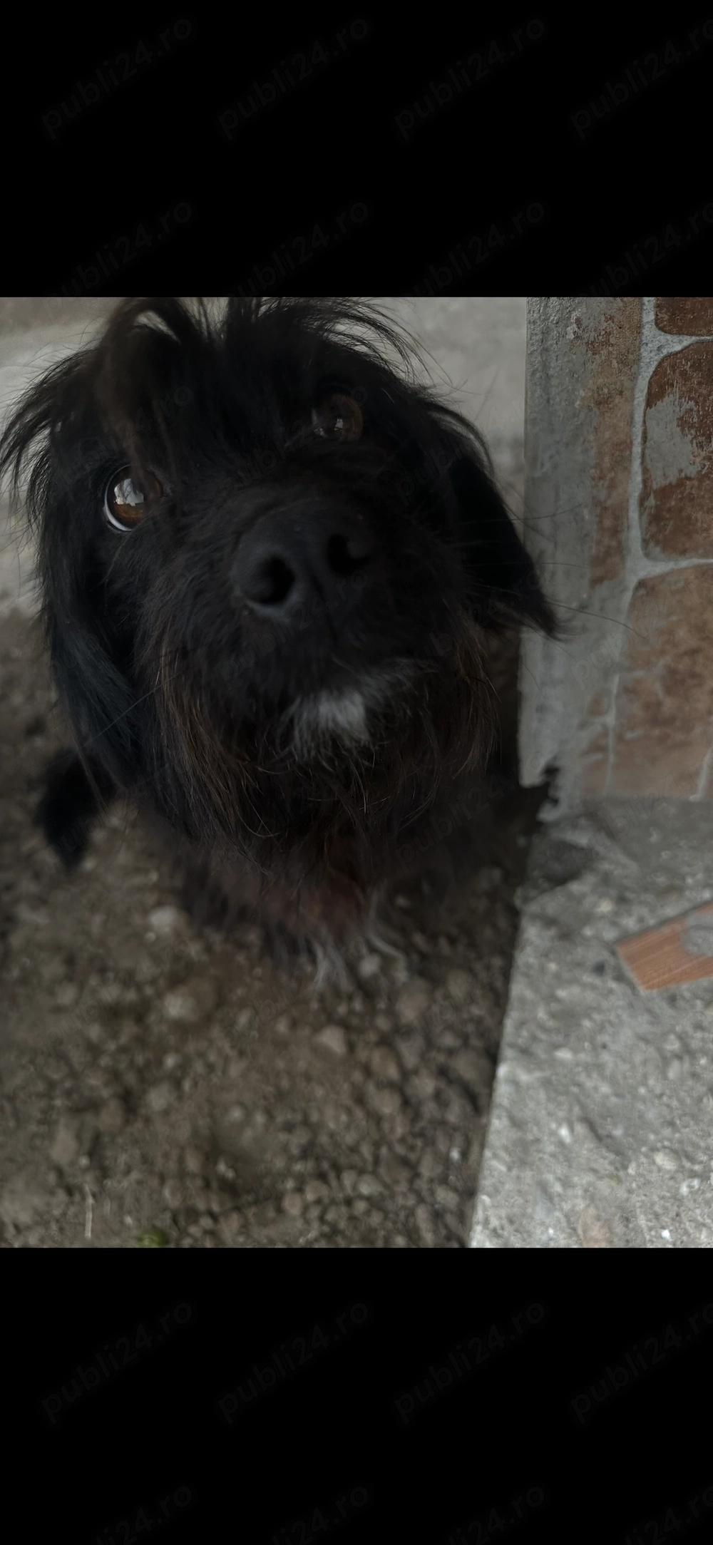 Dau la adopție cățelușă cuminte