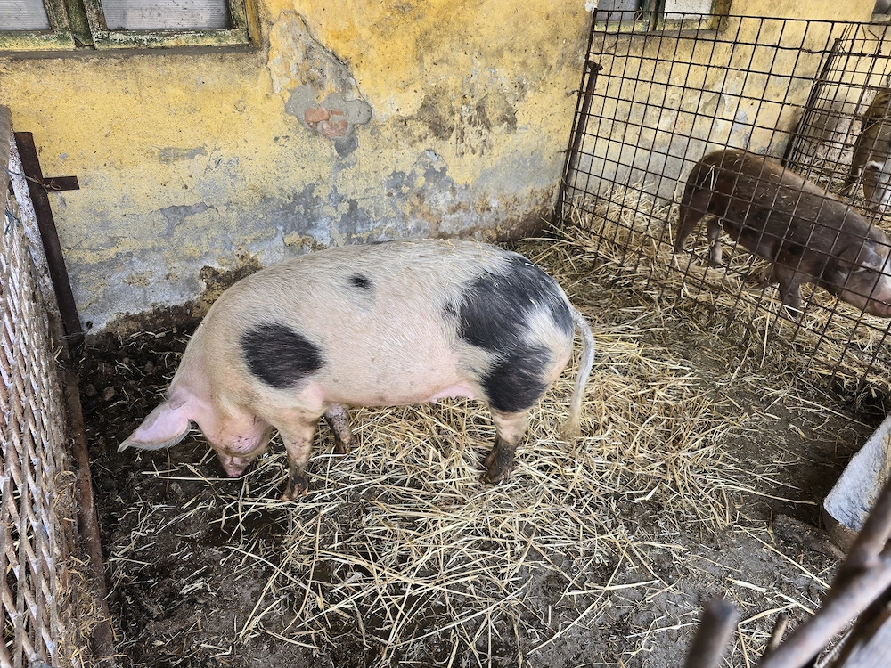 Vand porc 100  - 130 kg