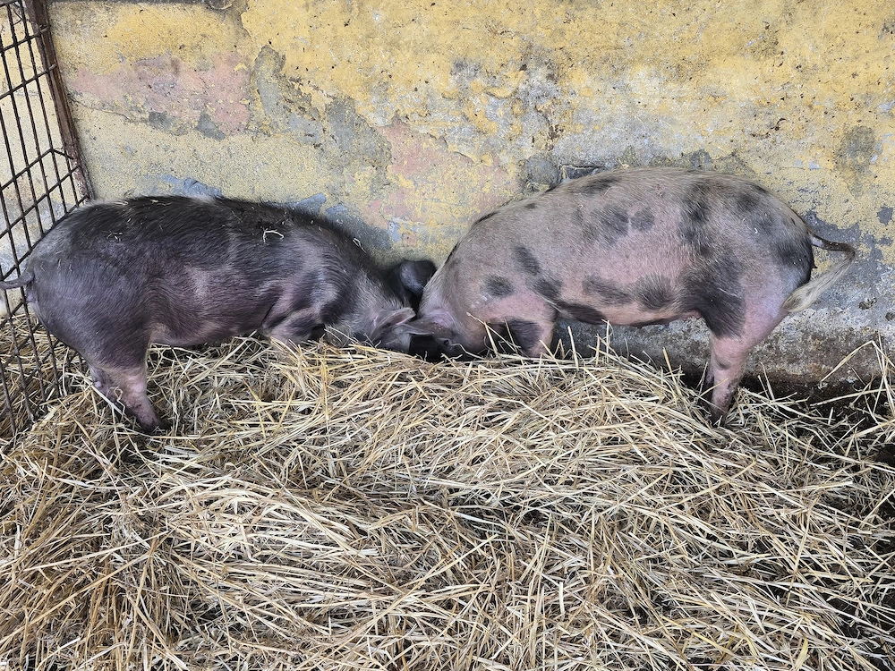 Porci de vanzare 1  kg