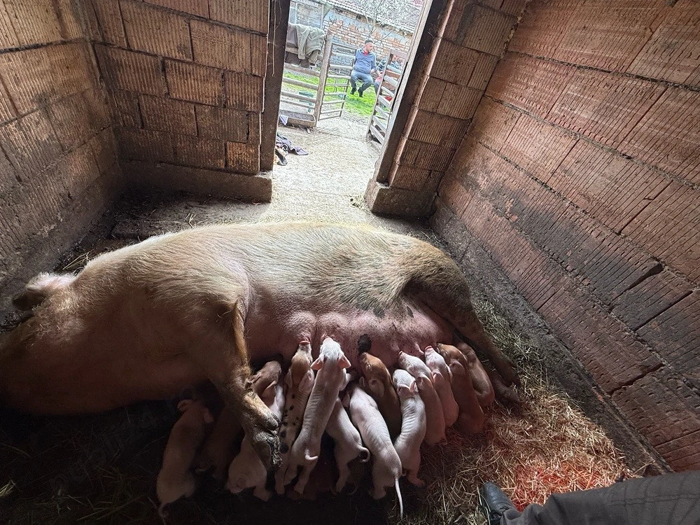 Scroafa de la a3 a fatare de vanzare cu 15 purcei 