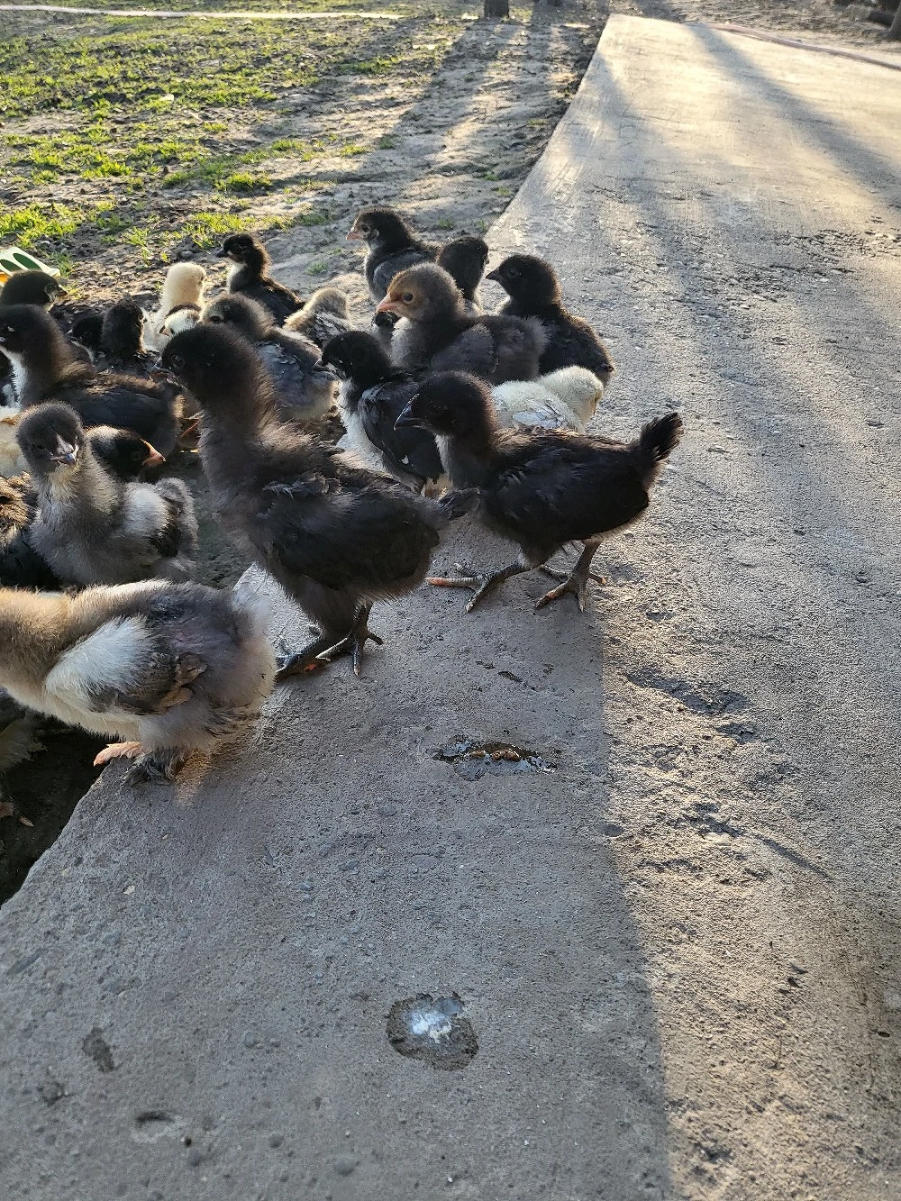 Pui australorp negru