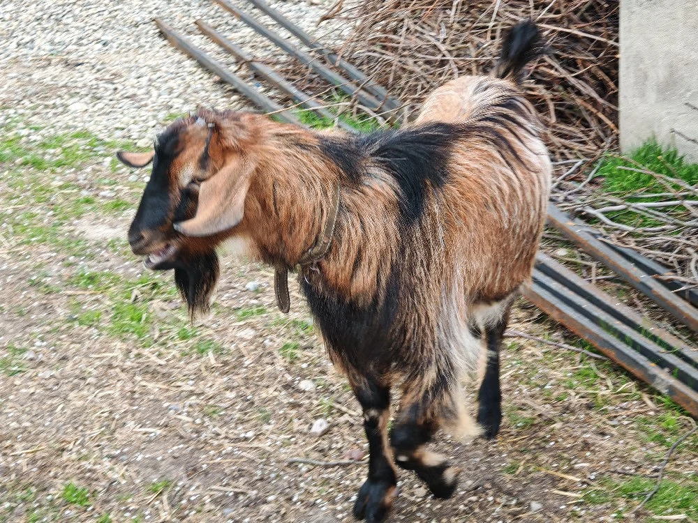 Tap metis reproductie Alpin Francez Nubian