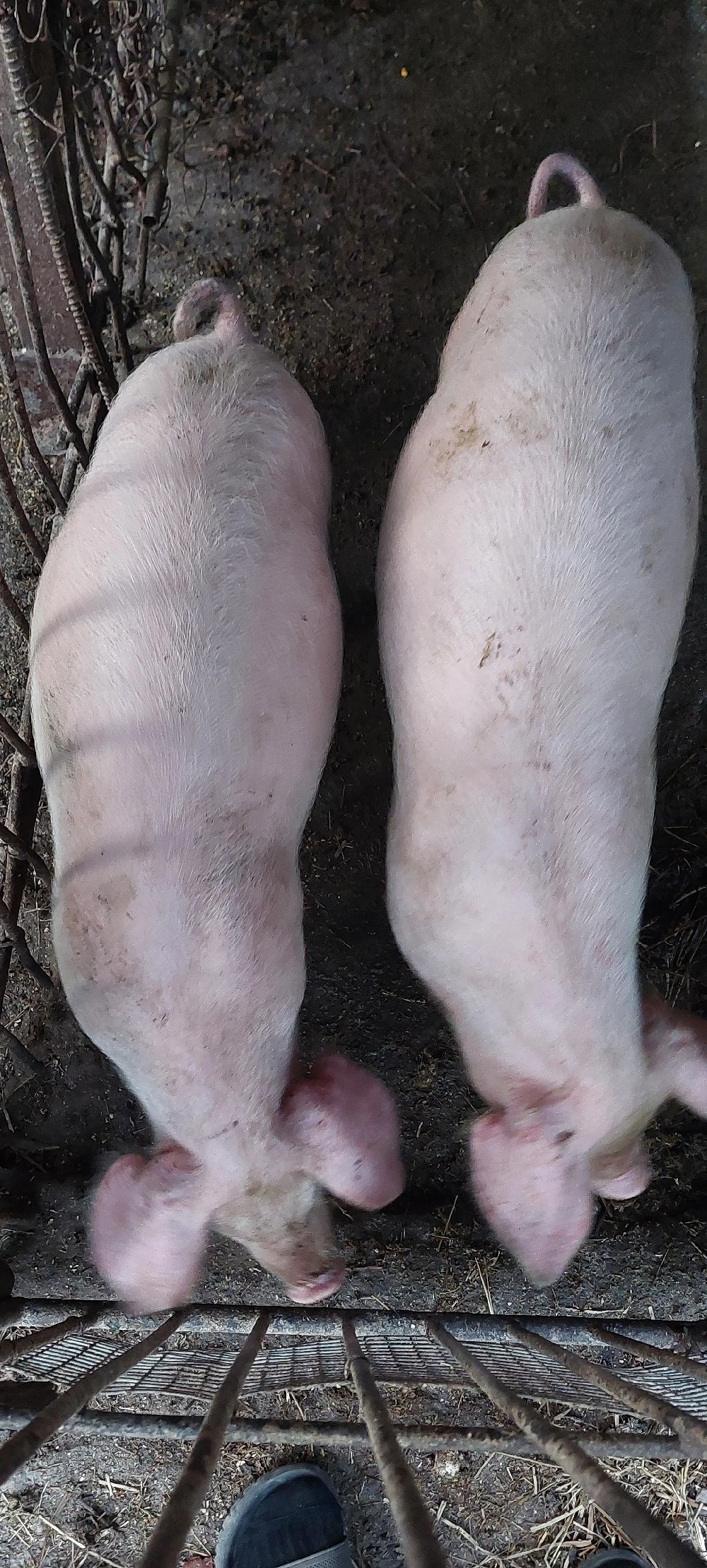 Grăsuni de vânzare 