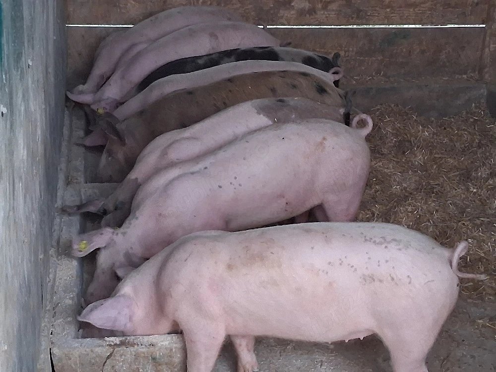 vând soldani Rasa de calitate Marele Alb &Pietran, 35 kg