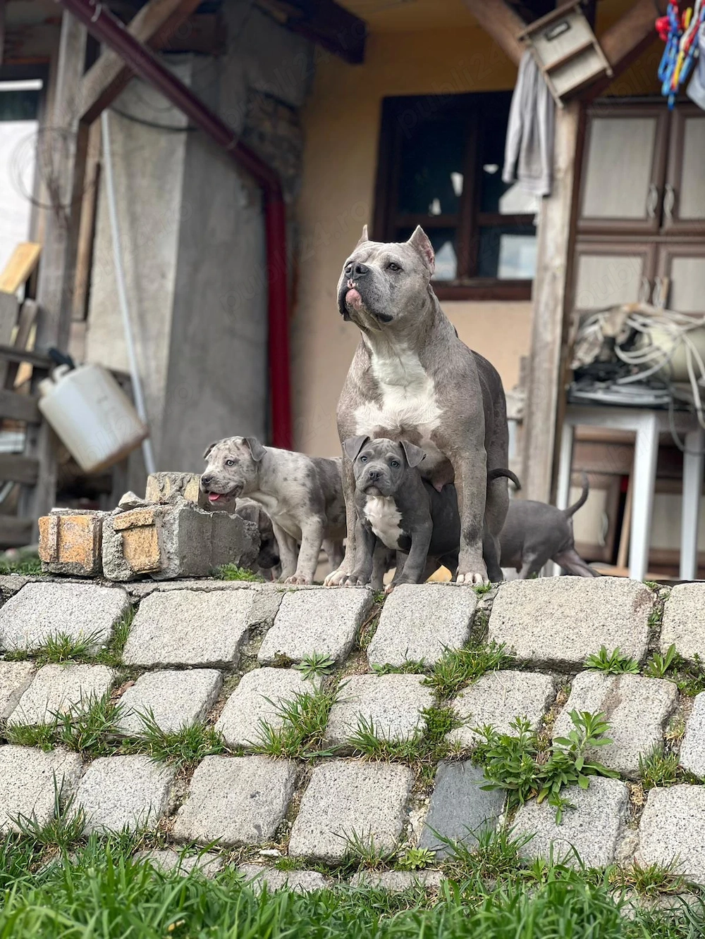 American bully de vanzare