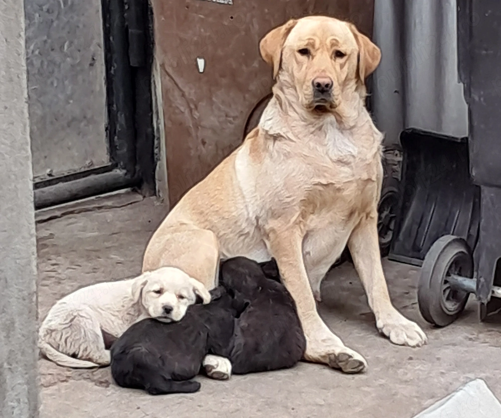 Pui Labrador Retriver