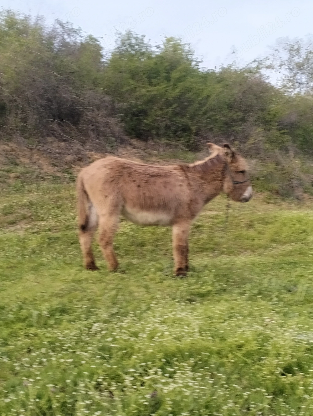 Magar castrat varsă 4 ani  dau la schimb cu doua capre 