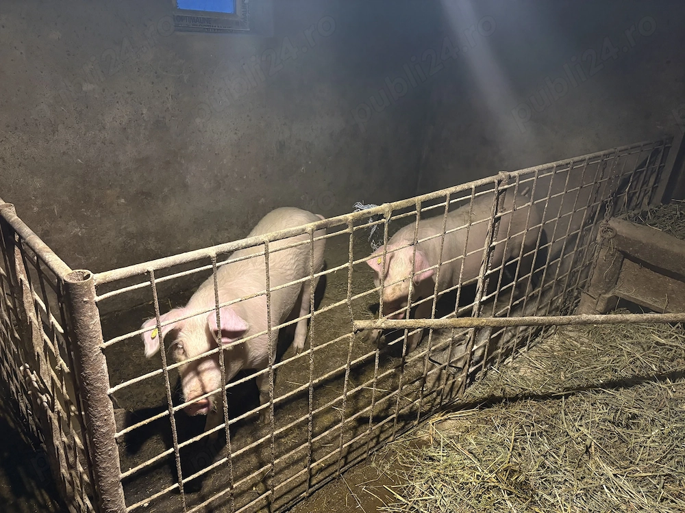 Vând porci 90-100kg 