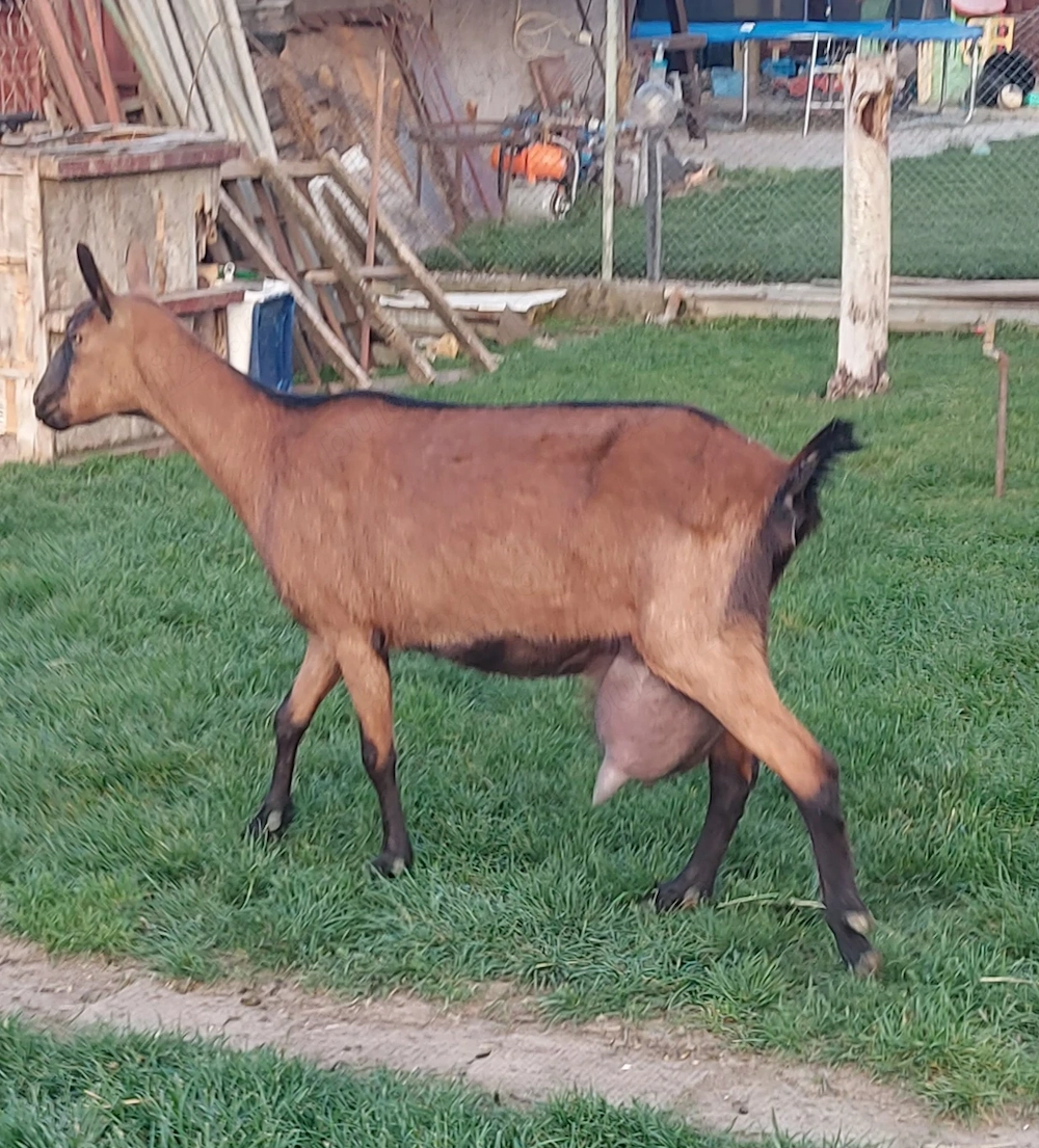 De vânzare ieduțe alpina cu anglo-nubian 