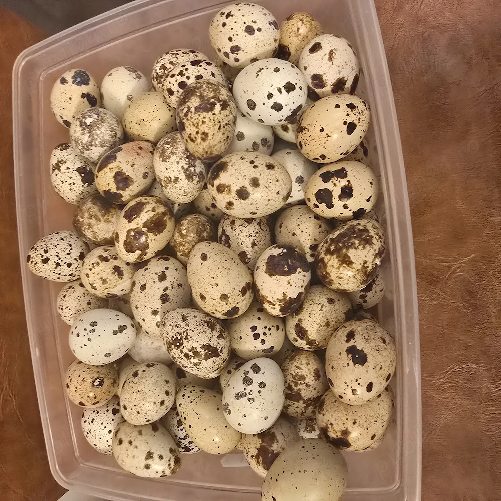 Oua de prepelita pentru consum si incubat