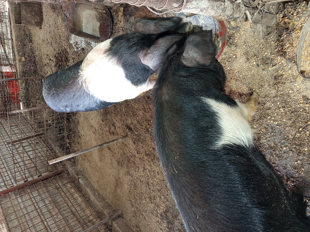 Vier și scrofița bazna gestanta 