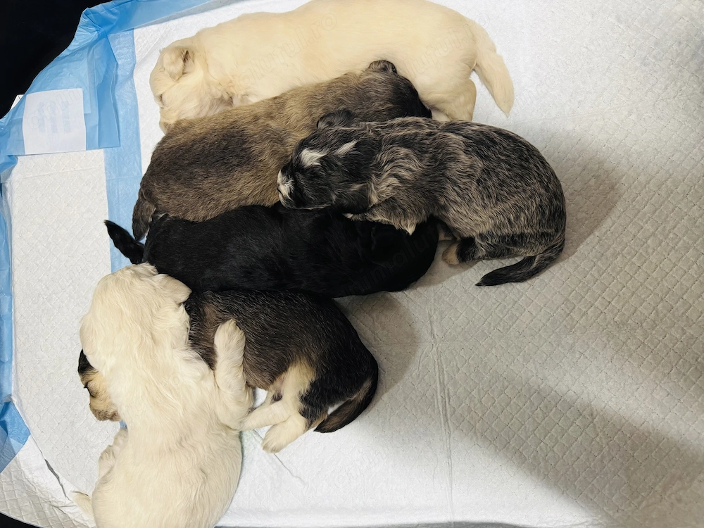 Vând Bichon Havanez 