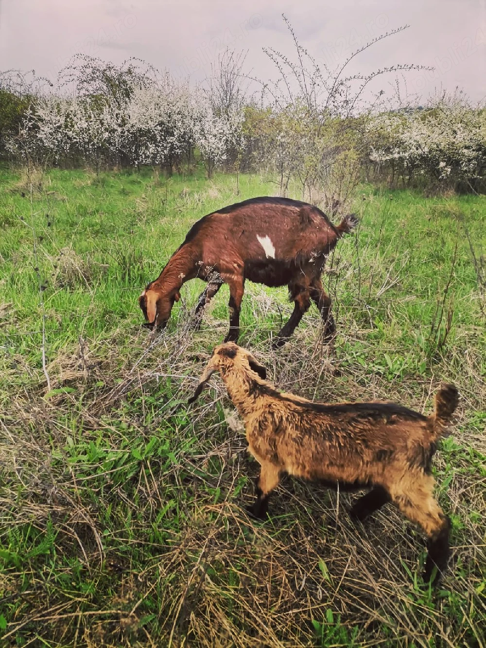 Vând căpriță cu ieduță 