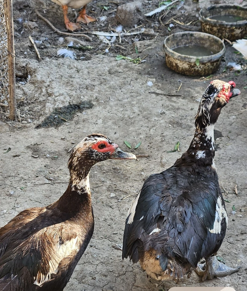 Vând rate lesesti și gaste