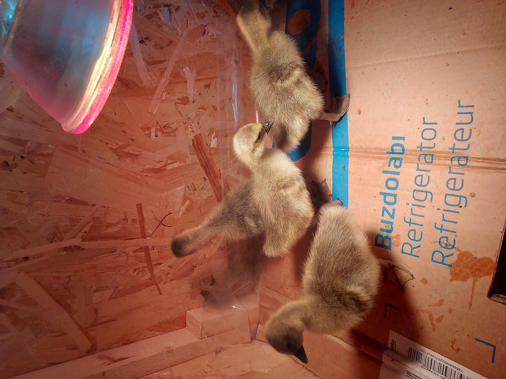 Boboci de gasca americana