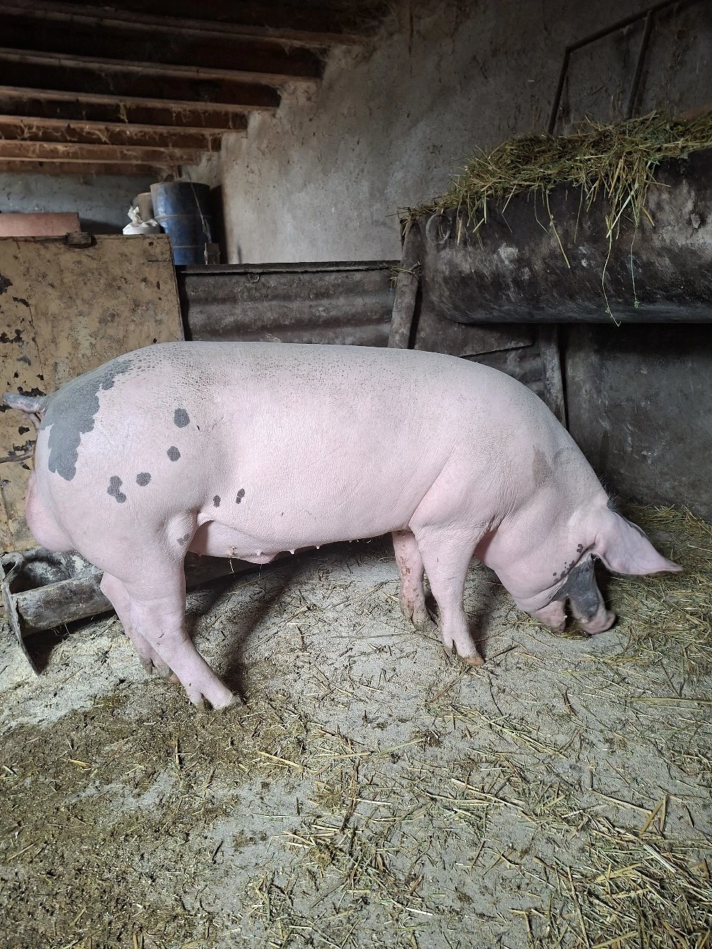 vier pietran si scrofite gestante 