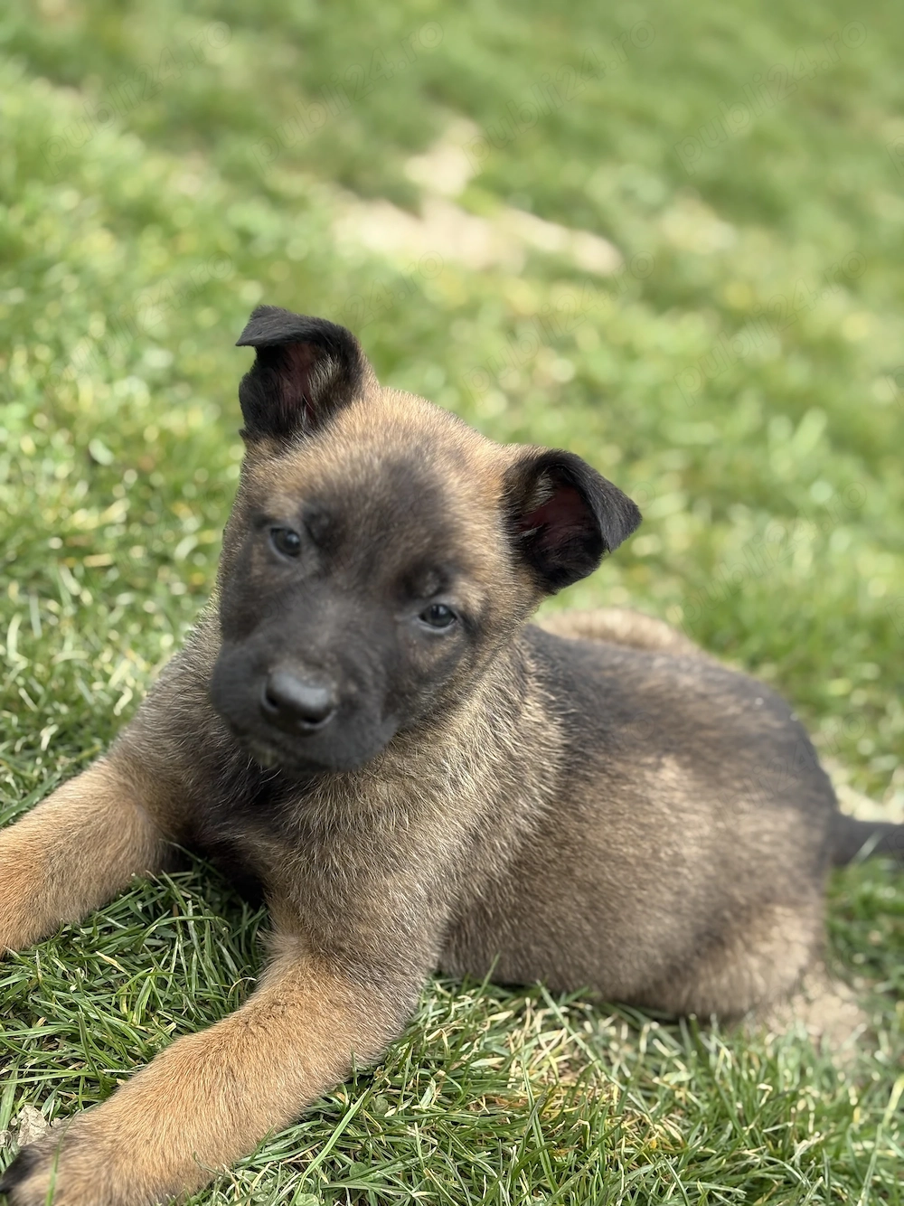 Căței ciobănesc belgian 