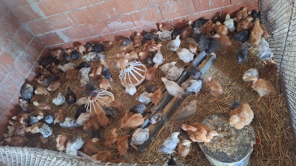 Vând pui colorați 600-700 gr