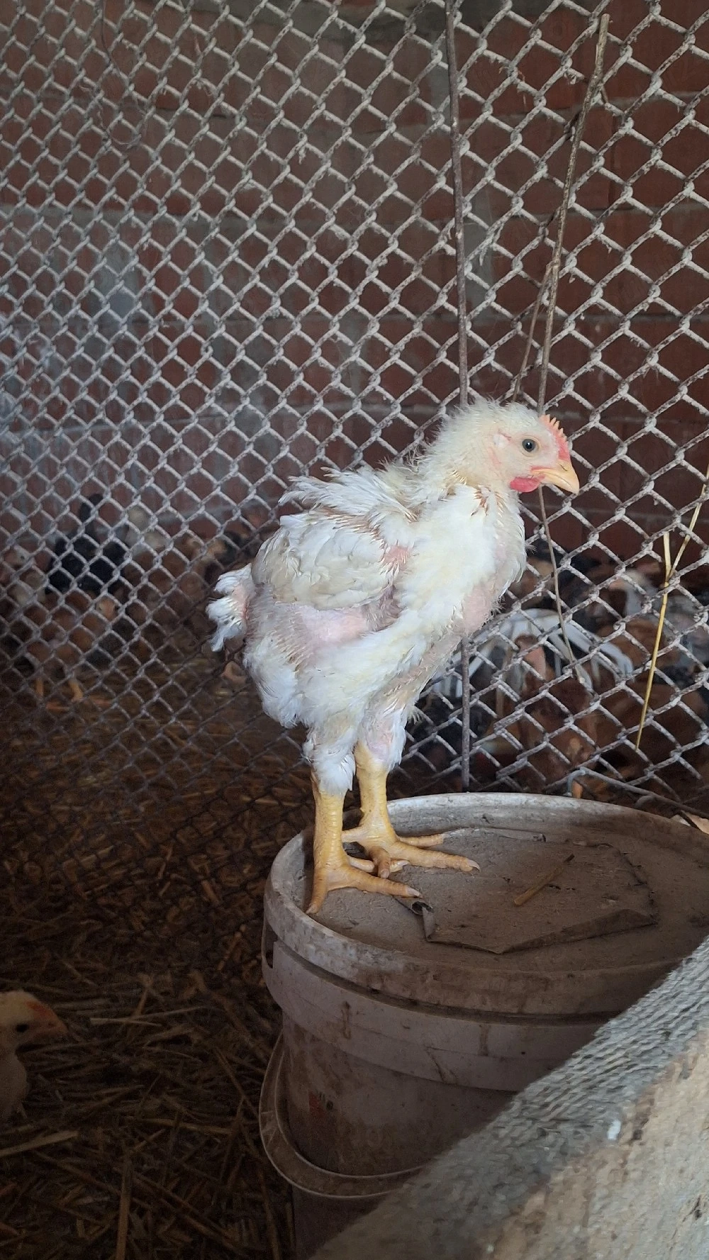 Vând pui albi de carne peste 1 kg 