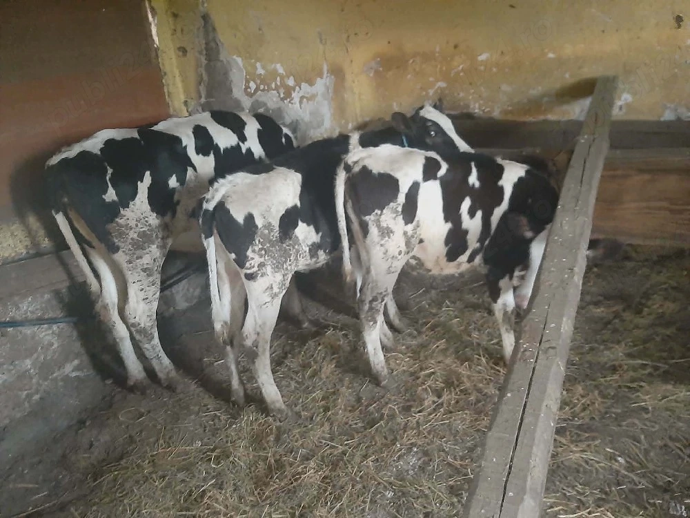 vand 3 vitele cu genetica foarte buna  11luni si 5 an