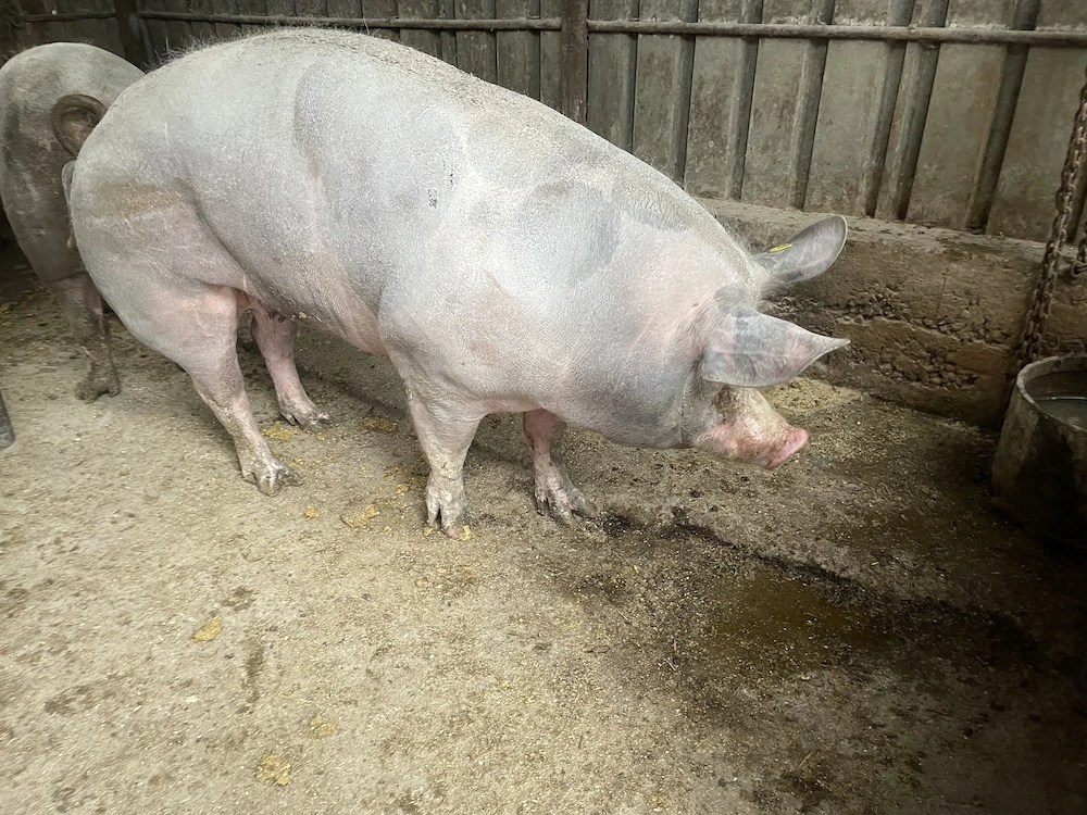 scrofita pentru sacrificat sau reproductie