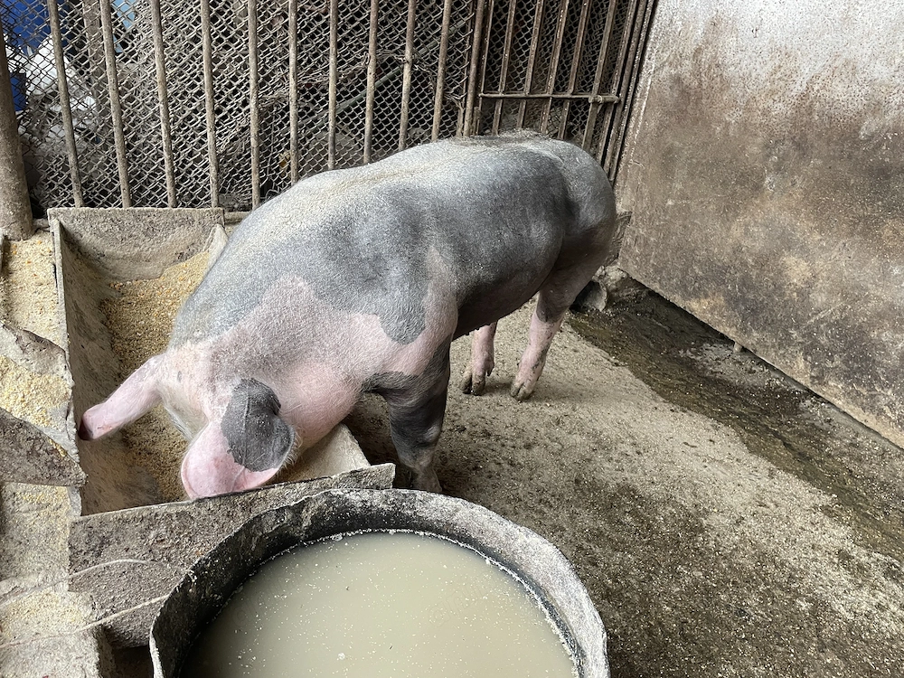 Vierut pietran aprox 70kg tanculet