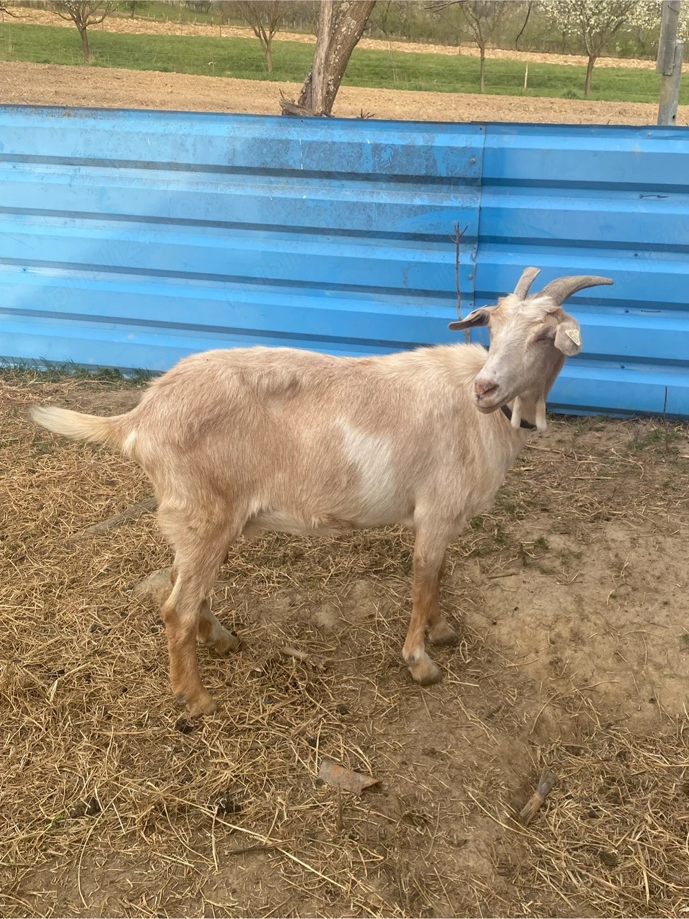 vand capra meris anglonubiana