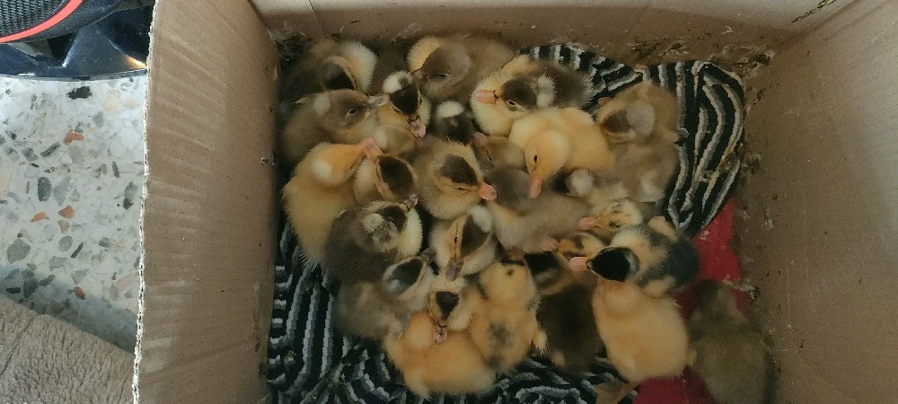 rățuște românești disponibile 