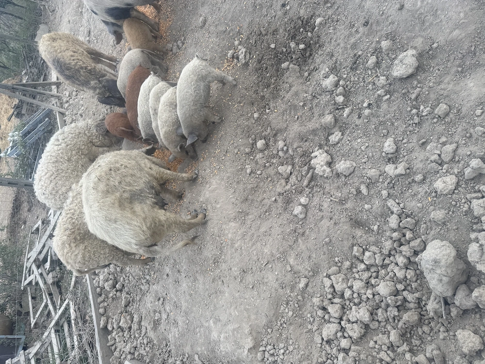 Vand purcei mangalita 