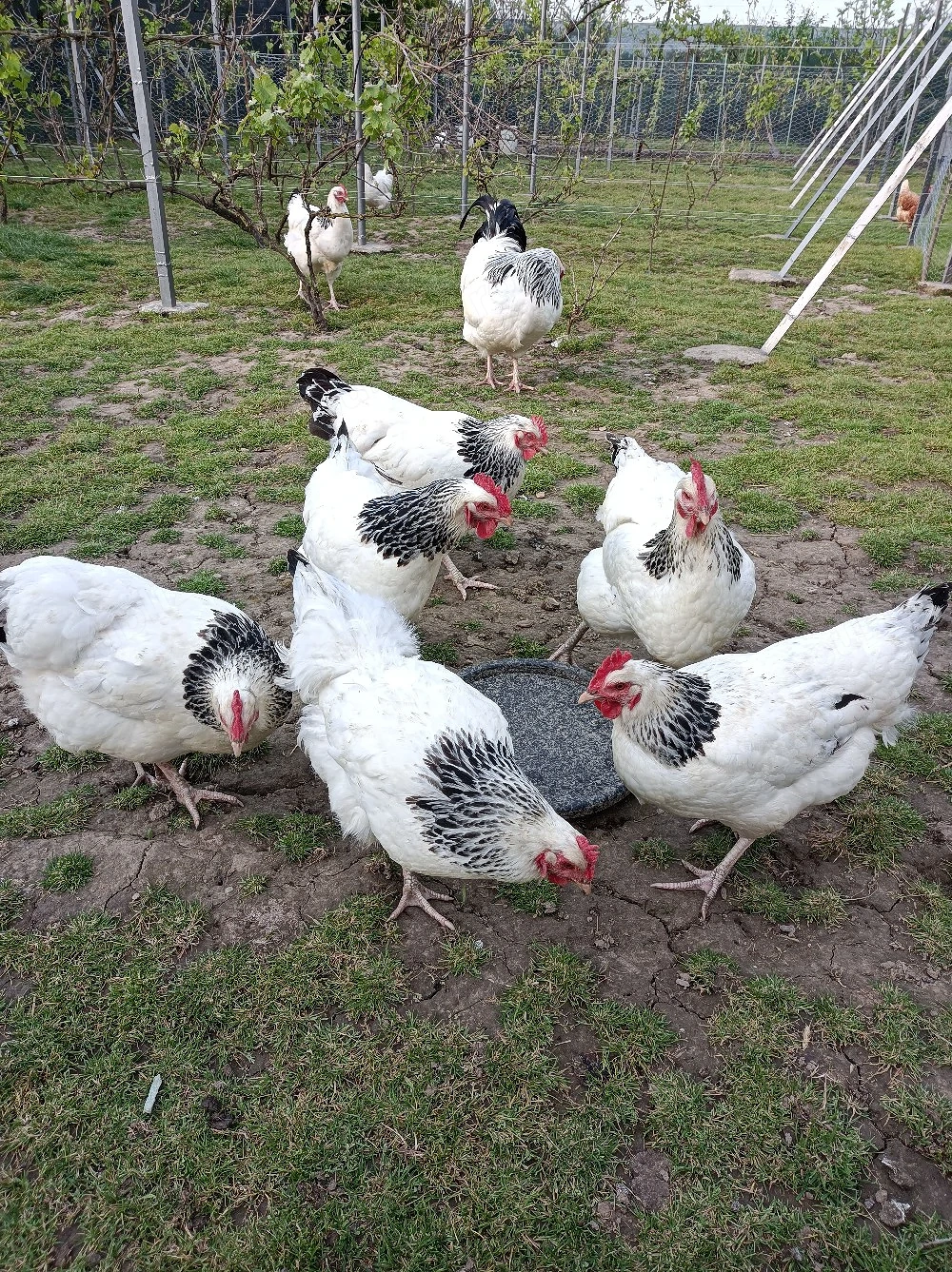 Găini din rasa Susex