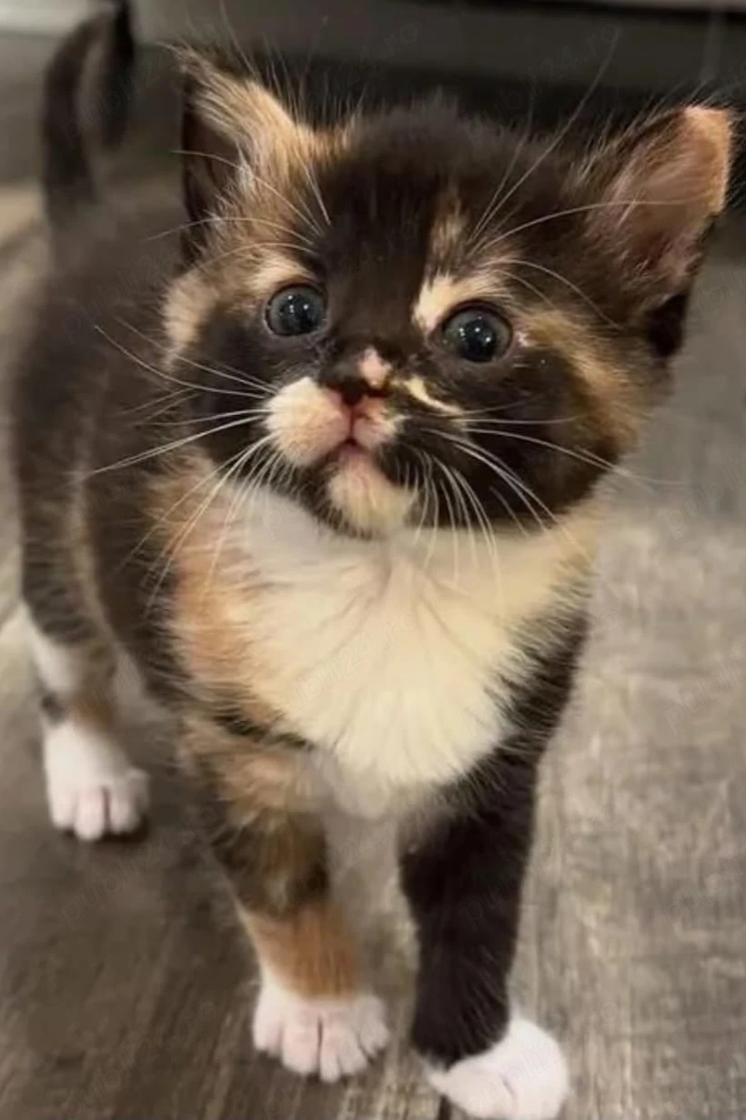 calico cu ochișori albaștri 