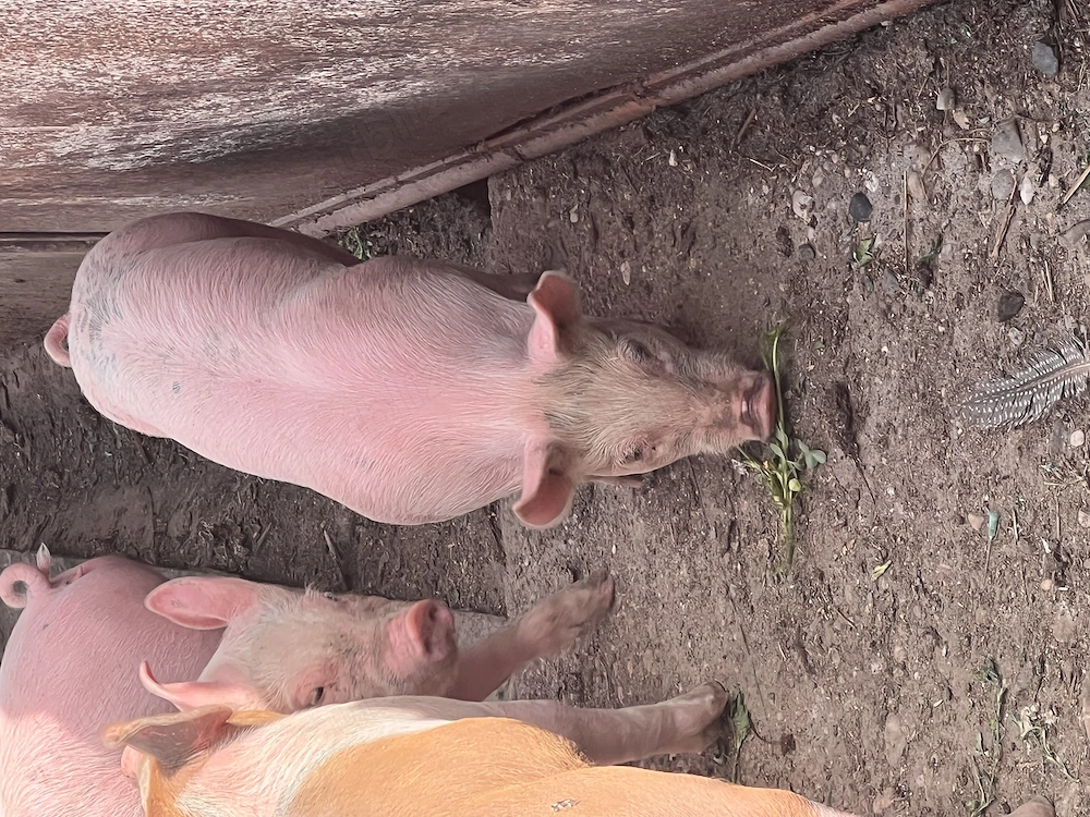  De vânzare purcei 8 săptămâni 