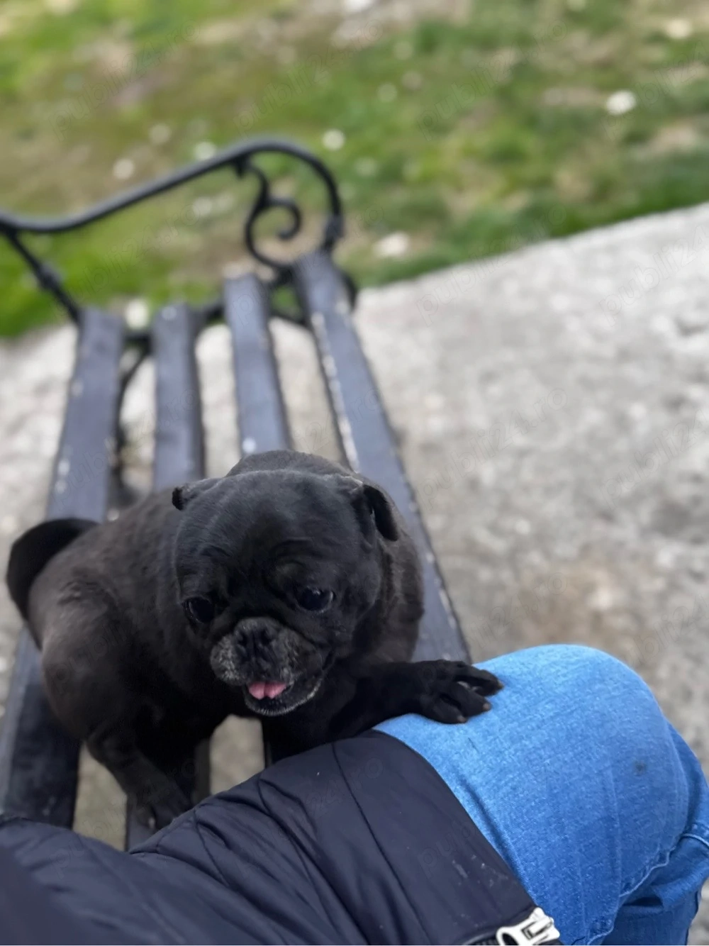 vand catelusa din rasa mops pug (este mini)