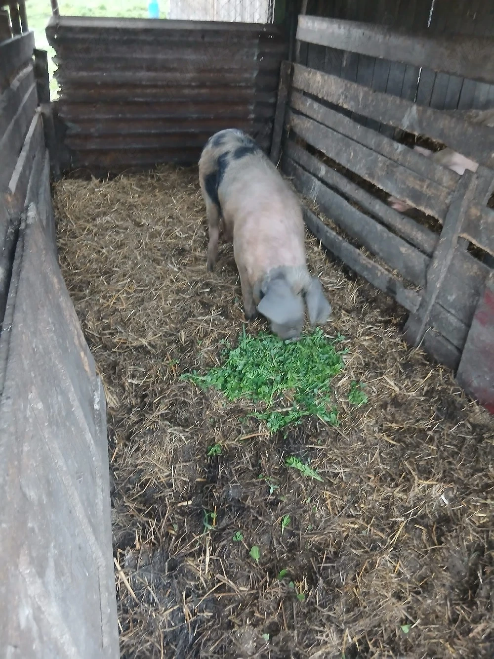 De Vânzare ver 100 kg 