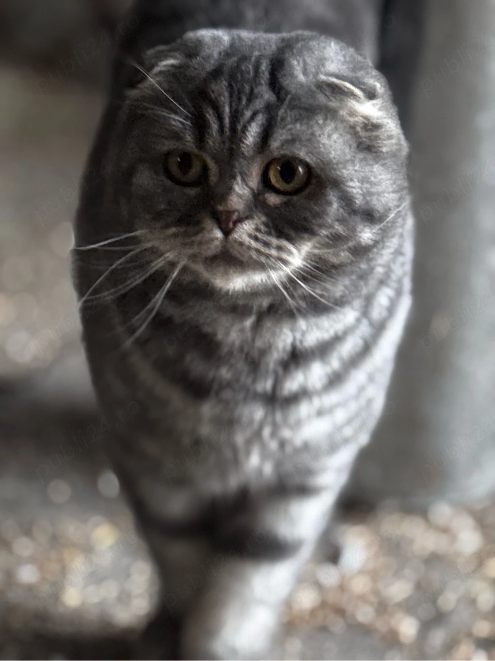 vand pisica din rasa Scottish fold