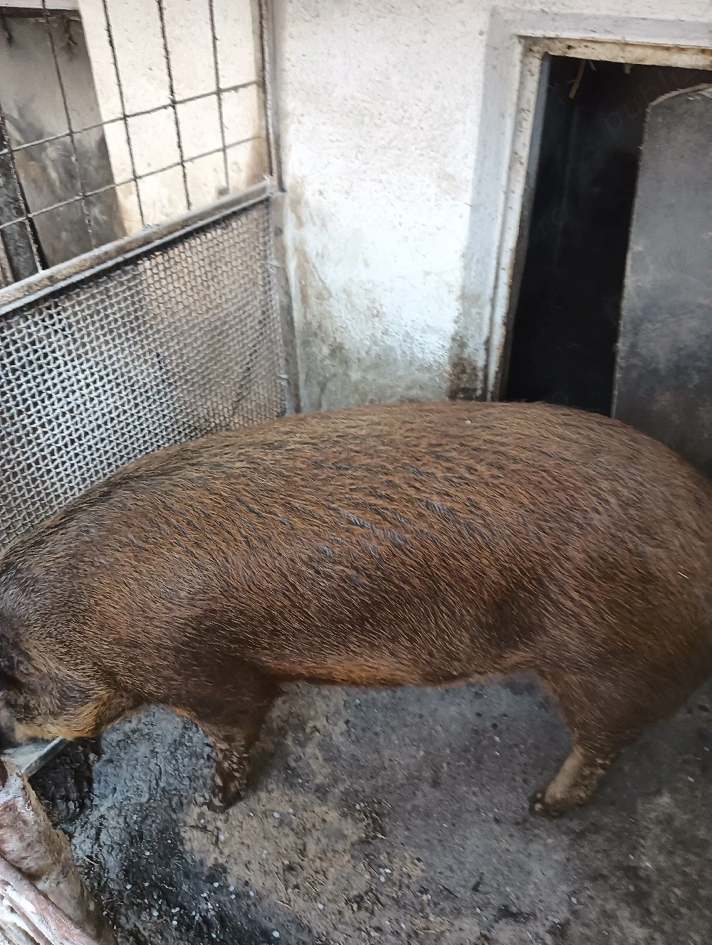 Duroc pt sacrificat 