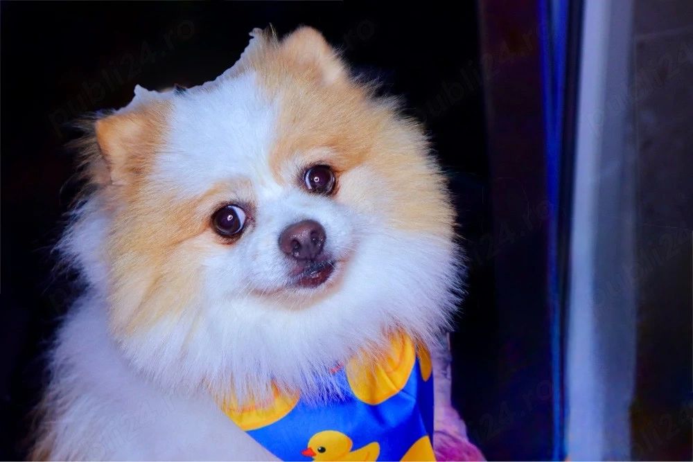 tune catei bragadiru