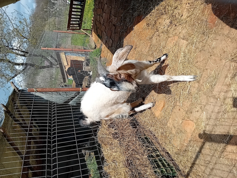 Anglonubieni de 1an si două luni