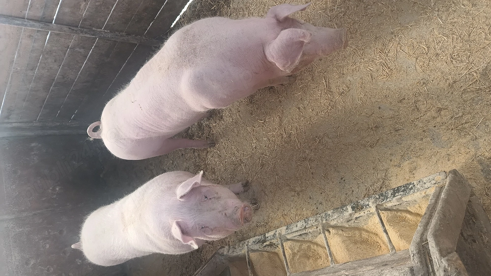 Vând porc pentru sacrificat!!!