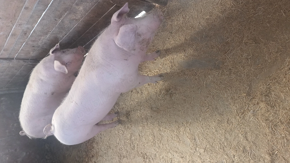 Vând porci pentru sacrificat!!!