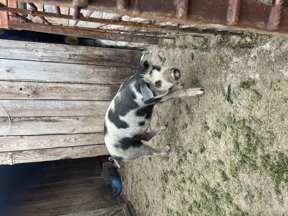 De vânzare o scrofita și un vier 