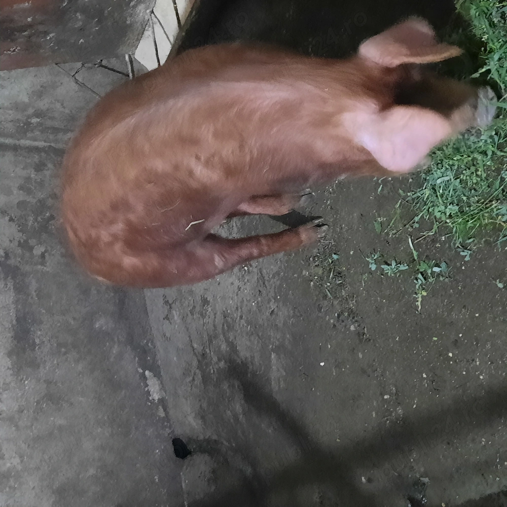 Purcică de vănzare