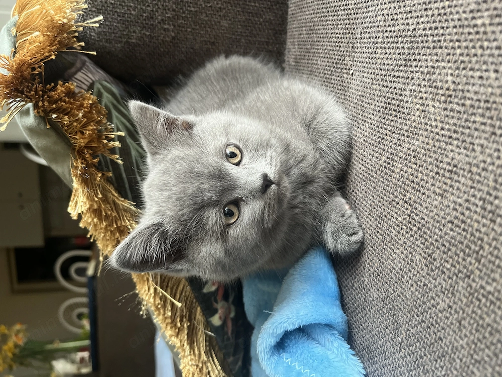 Pisica british shorthair lila si blue