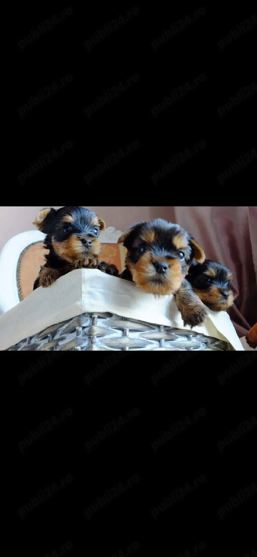 Yorkshire terrier