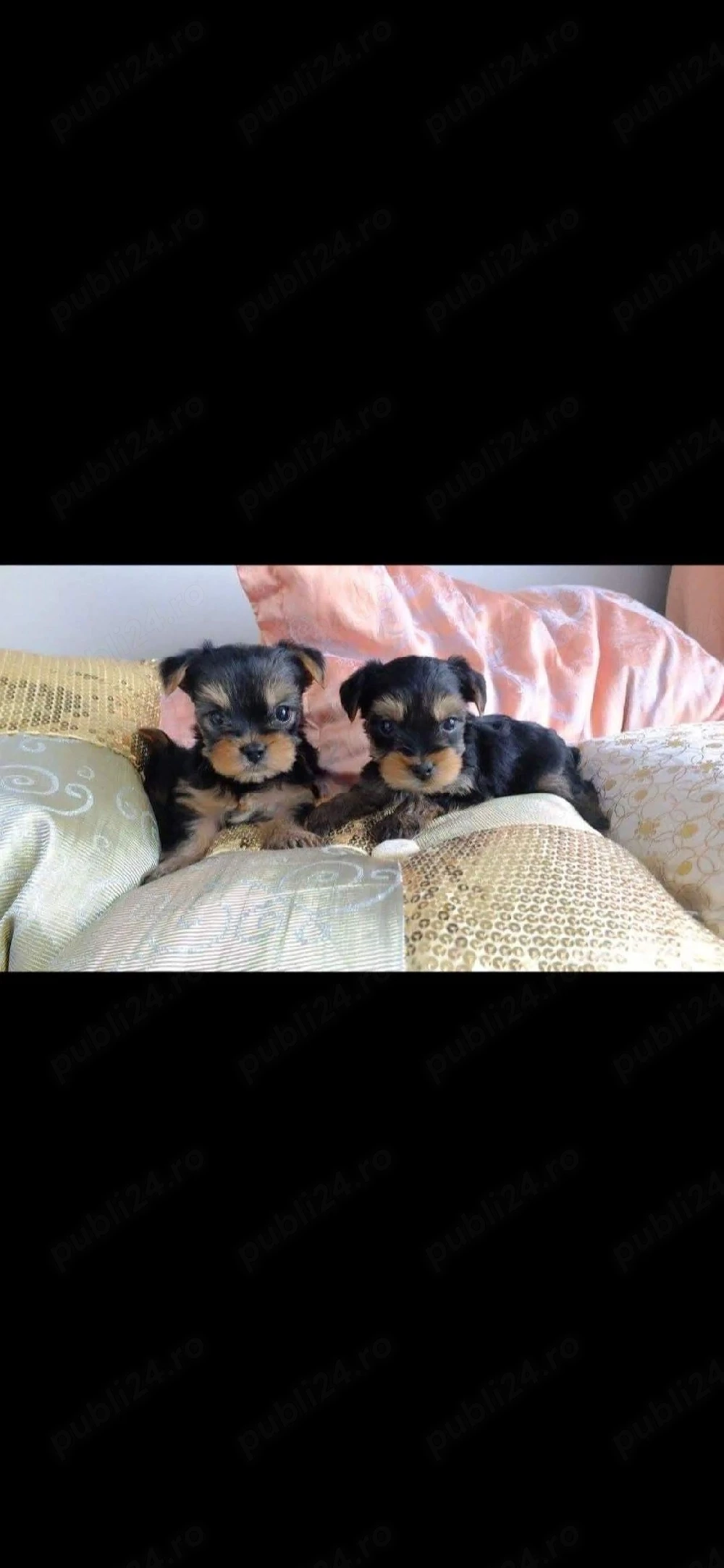 Yorkshire terrier